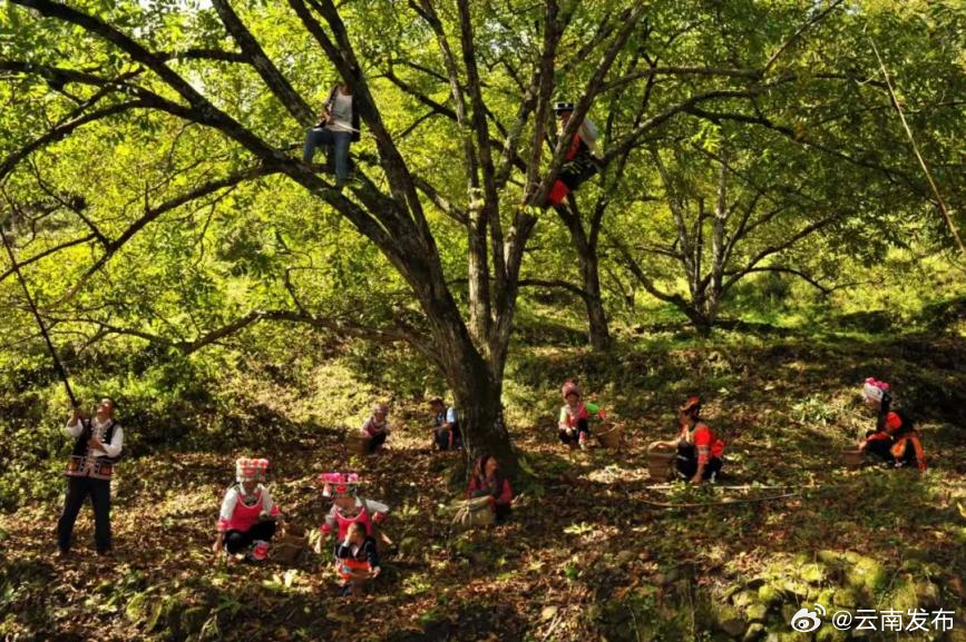 重点支持七大领域！云南探索金融赋能林草产业高质量发展