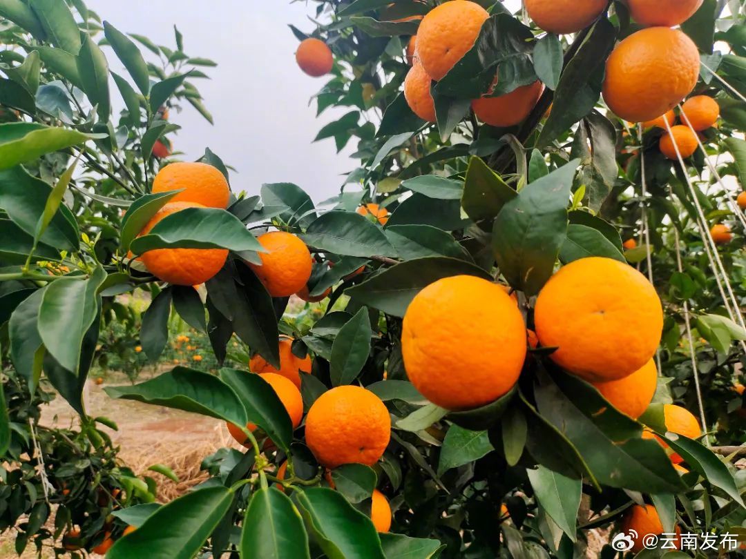 果香四溢、“柑”甜可口——临沧沃柑
