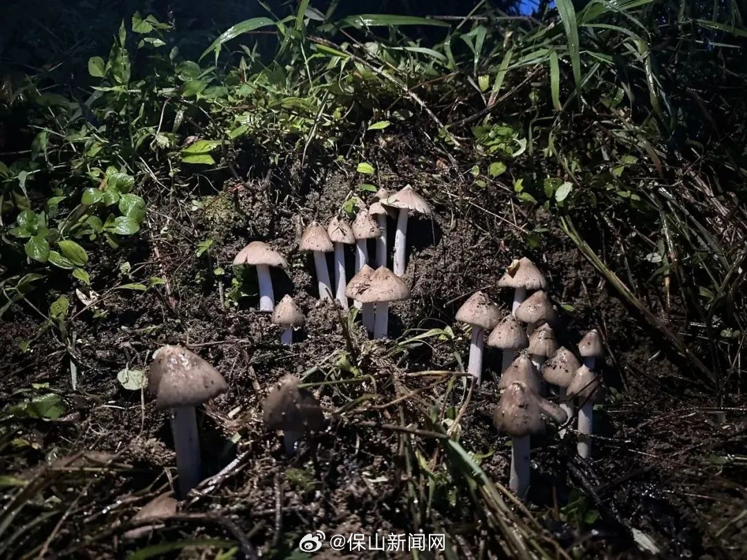 你去年找的“鸡枞窝”今年给还在？