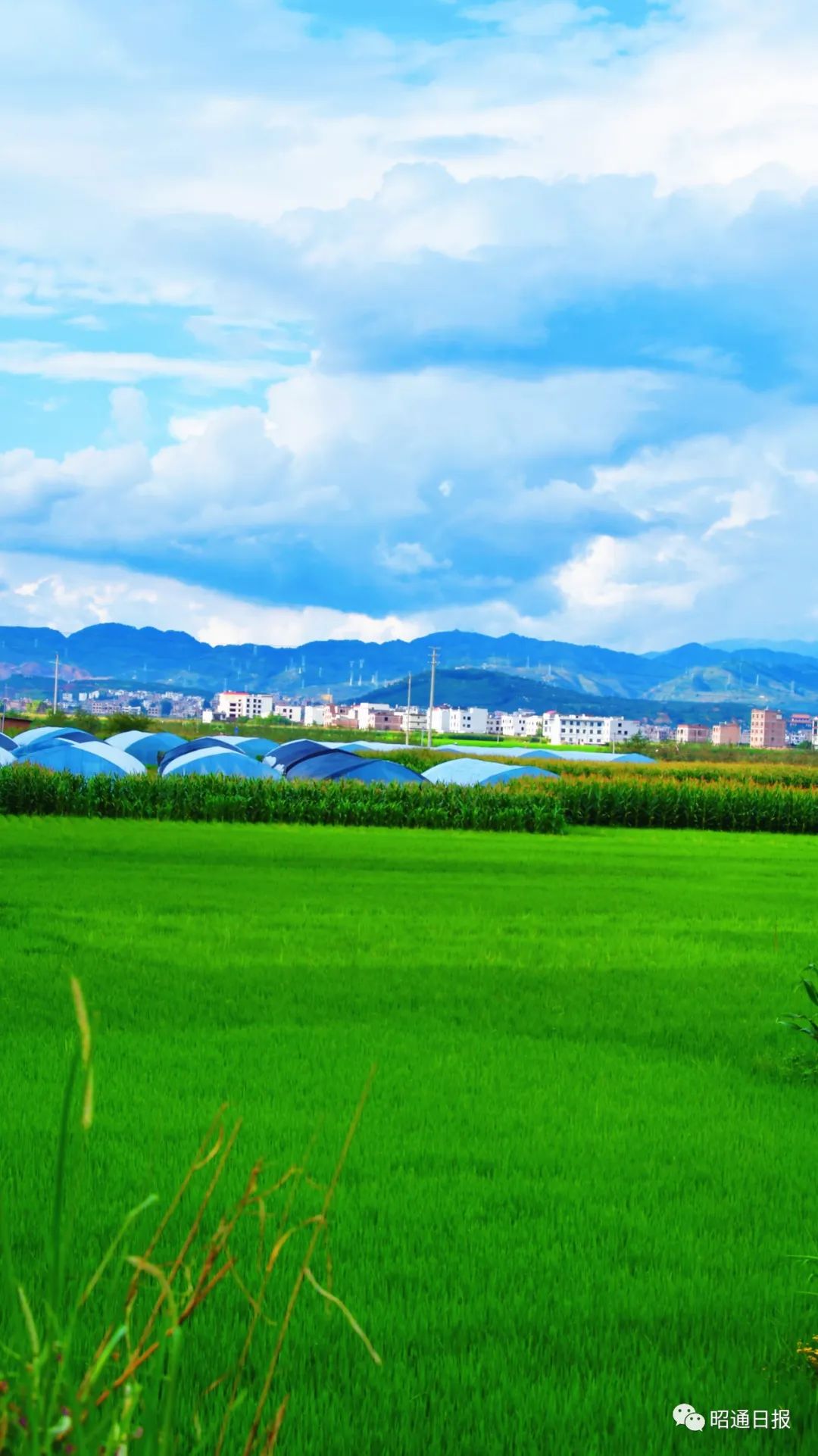 昭通日报