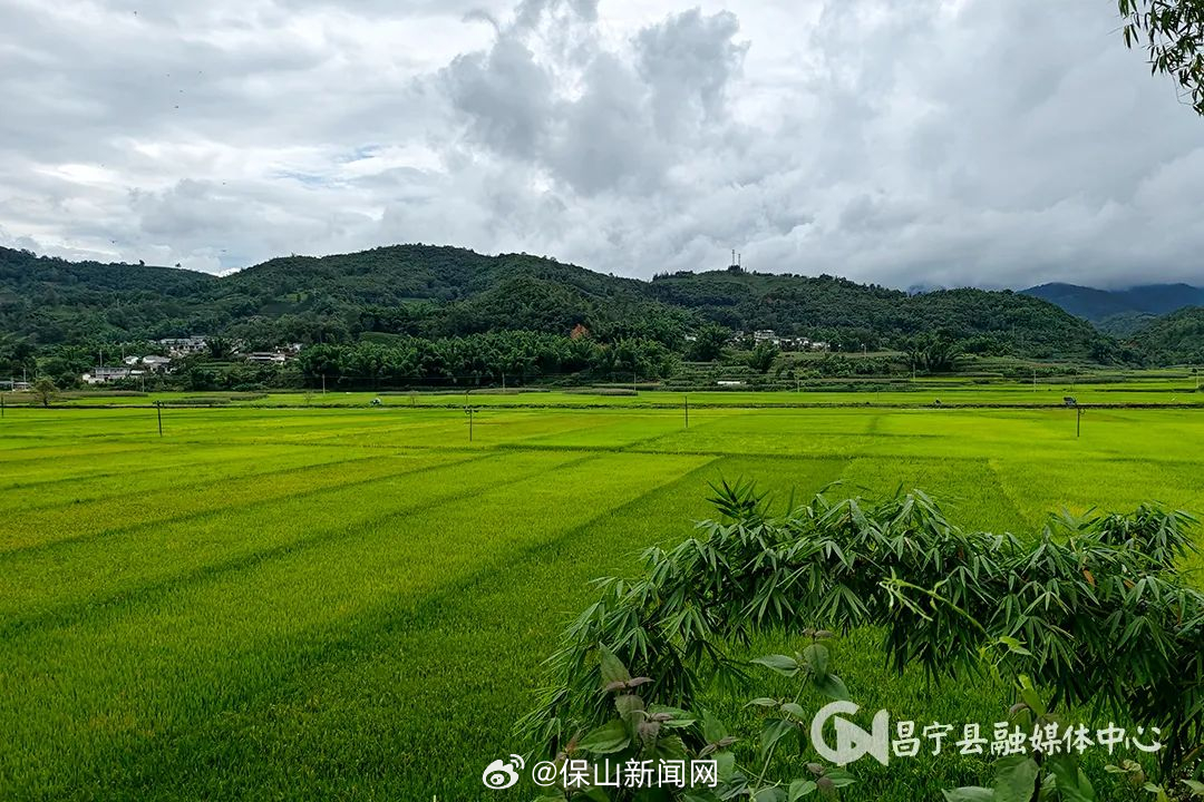 昌宁勐统：万亩水稻丰收在望