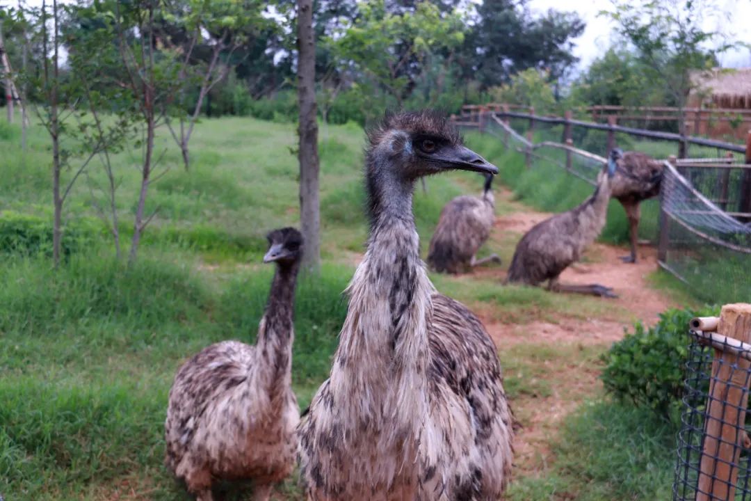 云南野生动物园