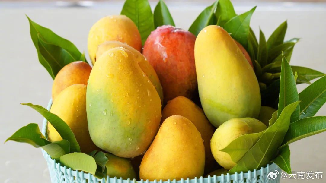 果肉丰腴、汁水饱满——楚雄永仁芒果