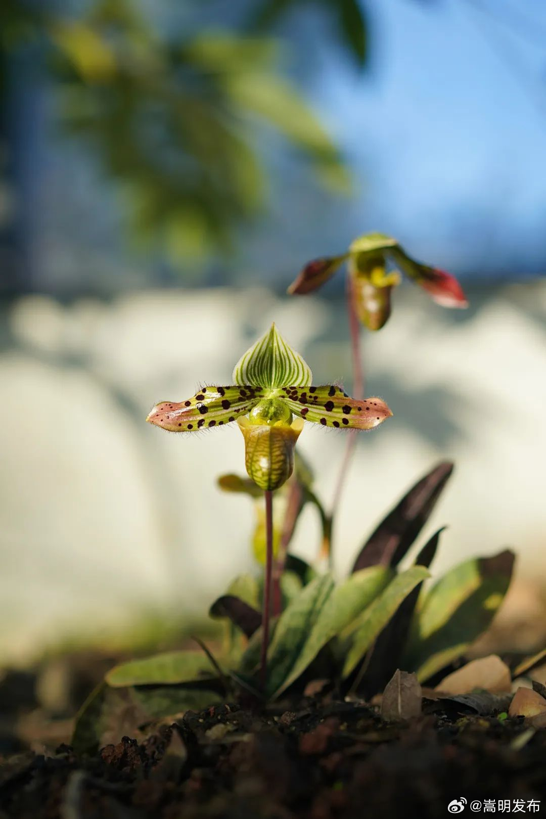 “极小种群”保护带头人孙卫邦：搭建“植物ICU”，让“命悬一线”的它们“绝地重生”！