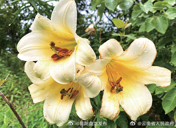 龙陵发现野生淡黄花百合