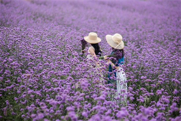 云南省文化和旅游厅