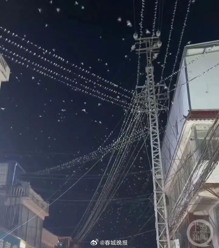 丽江一地大量燕子夜间漫天飞舞！地震局回应