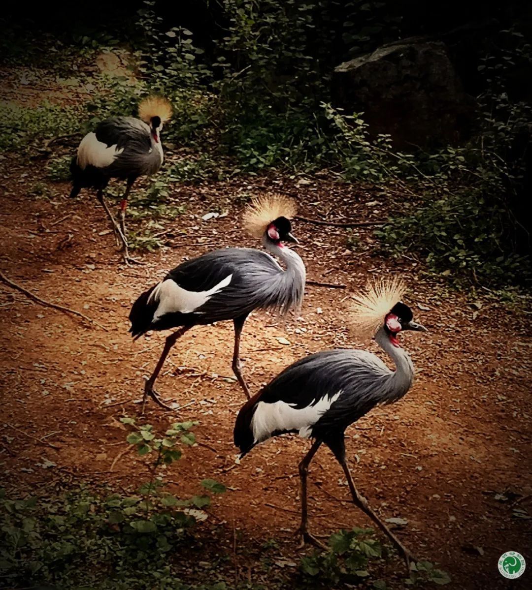 昆明动物园