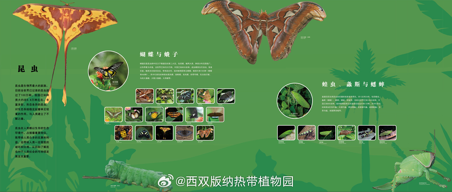 西双版纳热带植物园