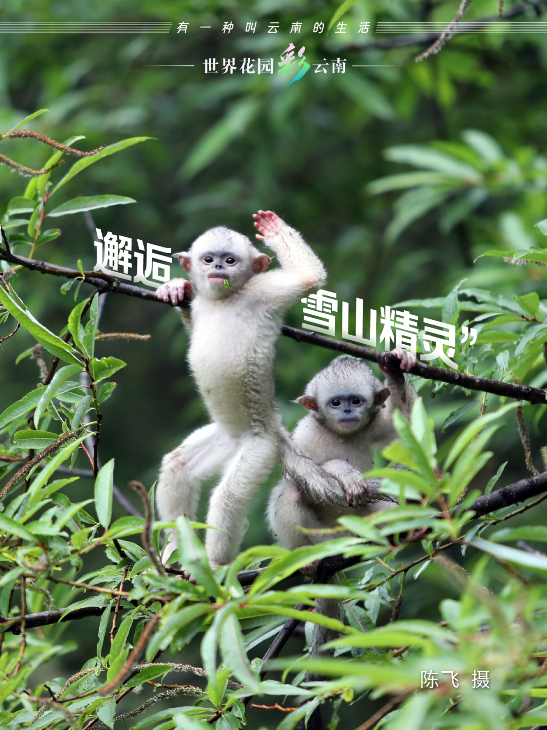 云南省文化和旅游厅