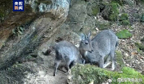 云南永德拍到近危物种缅甸斑羚觅食画面