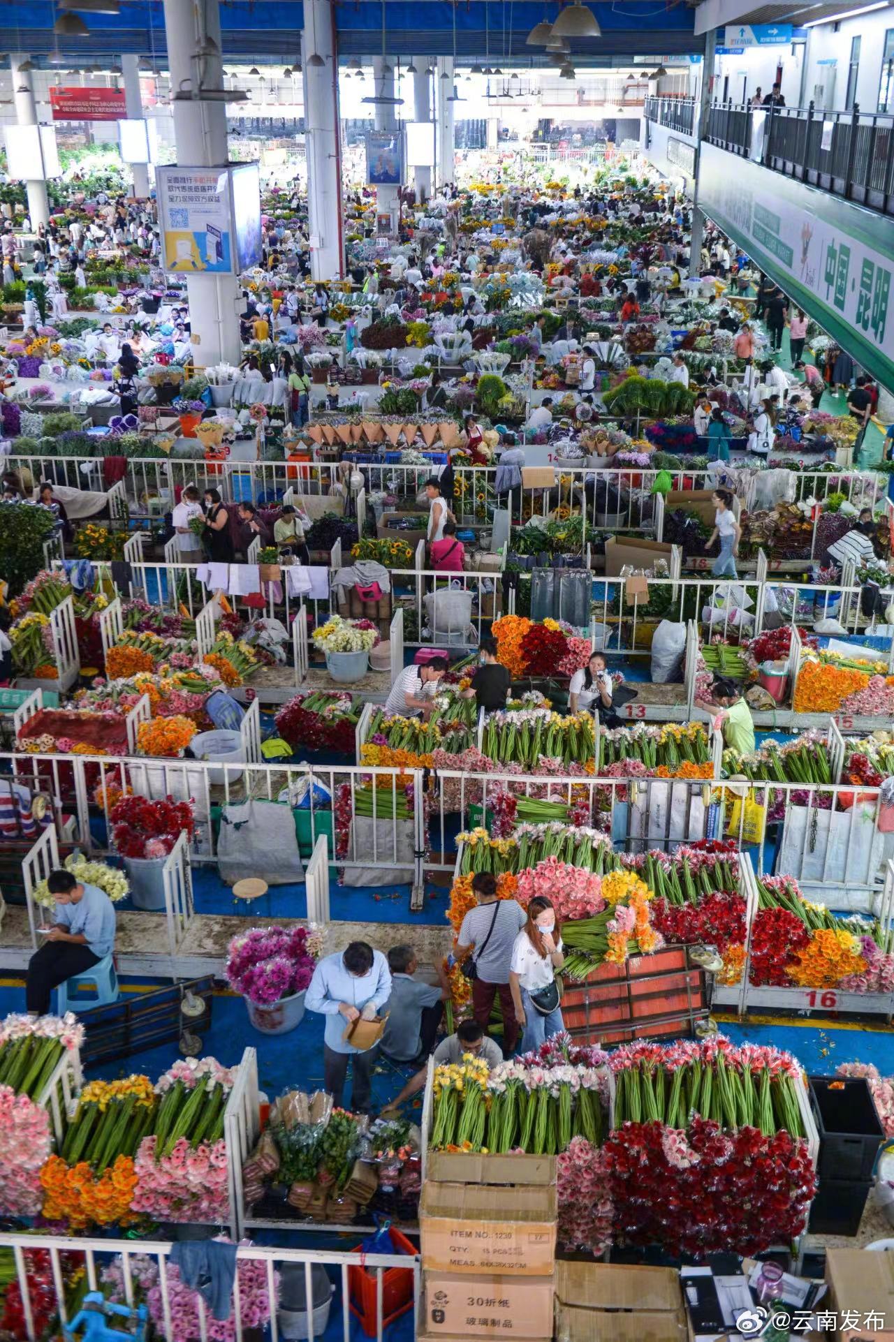 220万枝云南鲜花乘火车畅销全国