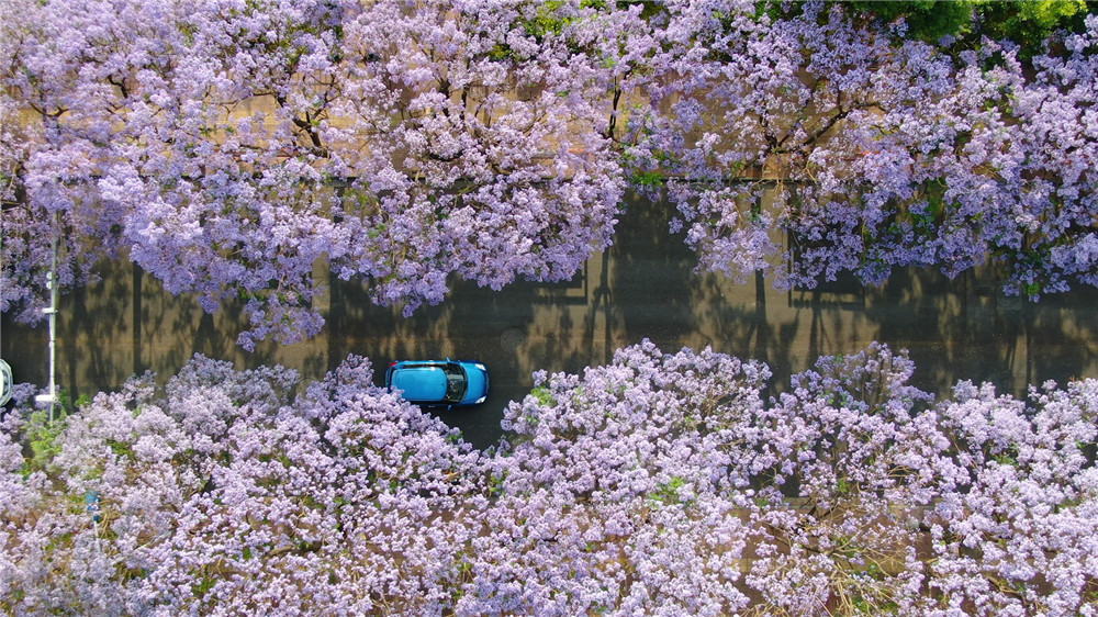 云南省文化和旅游厅