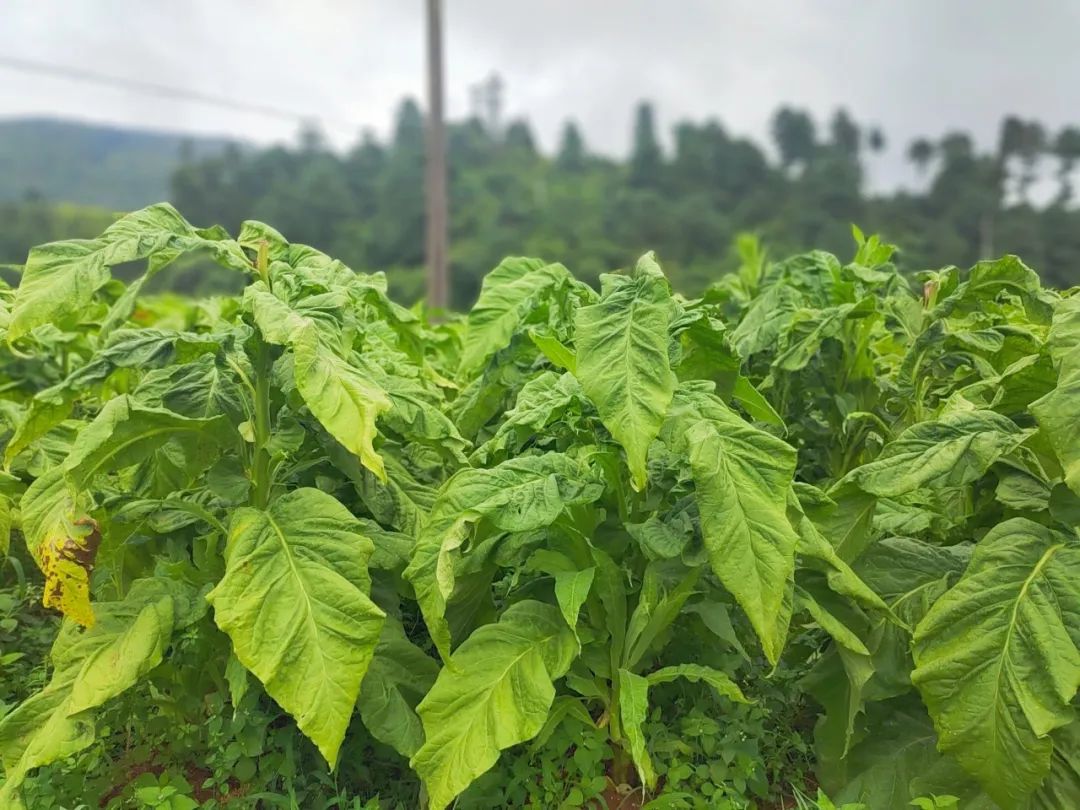 晋宁诗意的栖居地