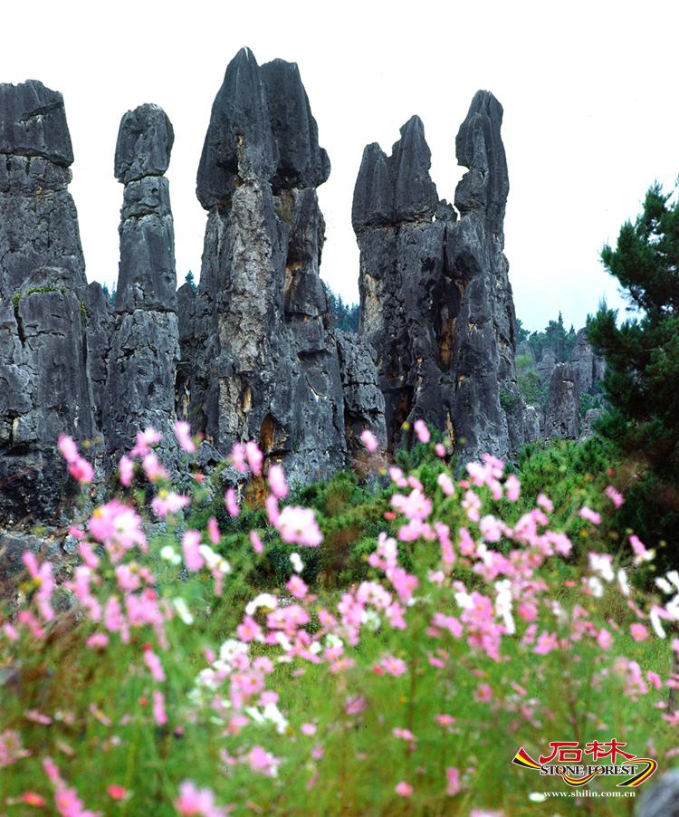 石林旅游网