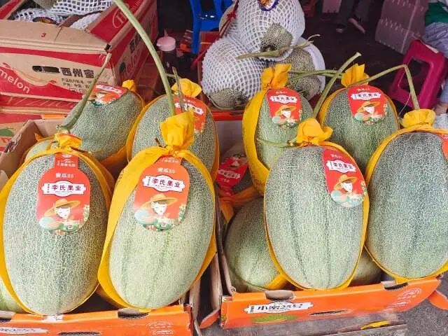 掌上春城微信