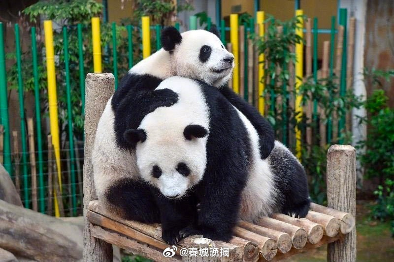 欢迎回家！大熊猫谊谊和升谊今晚启程回国