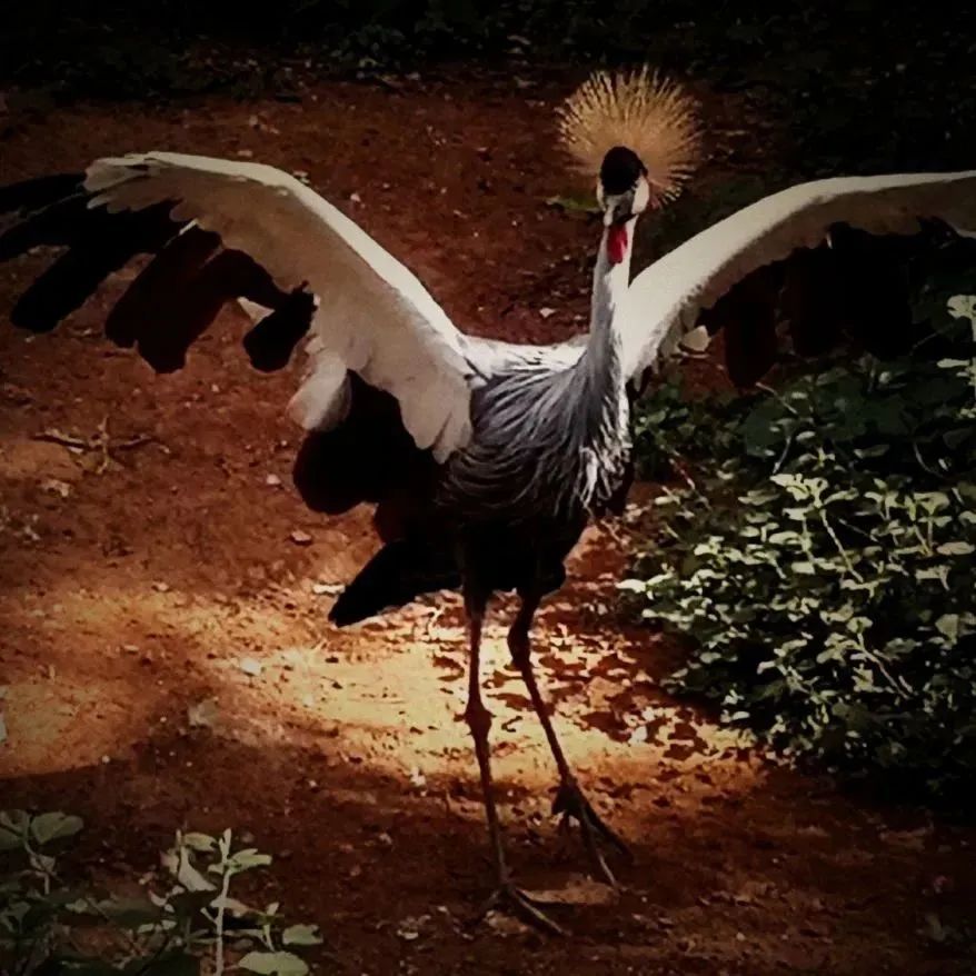 昆明动物园