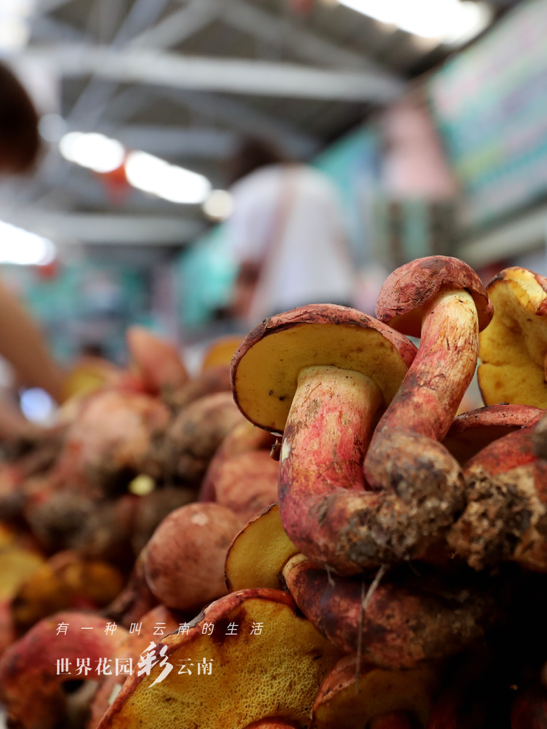 云南省文化和旅游厅