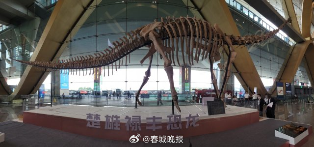 迎接南博会，禄丰恐龙化石标本亮相长水机场