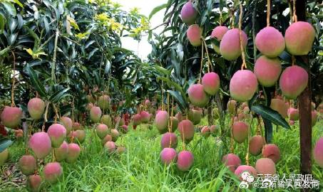 云南财政全力支持做好高原特色农业“土特产”文章