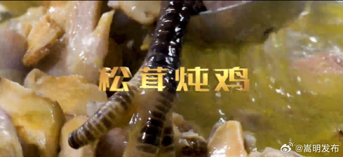 有一种叫云南的生活｜云南吃菌季 get香格里拉松茸炖鸡