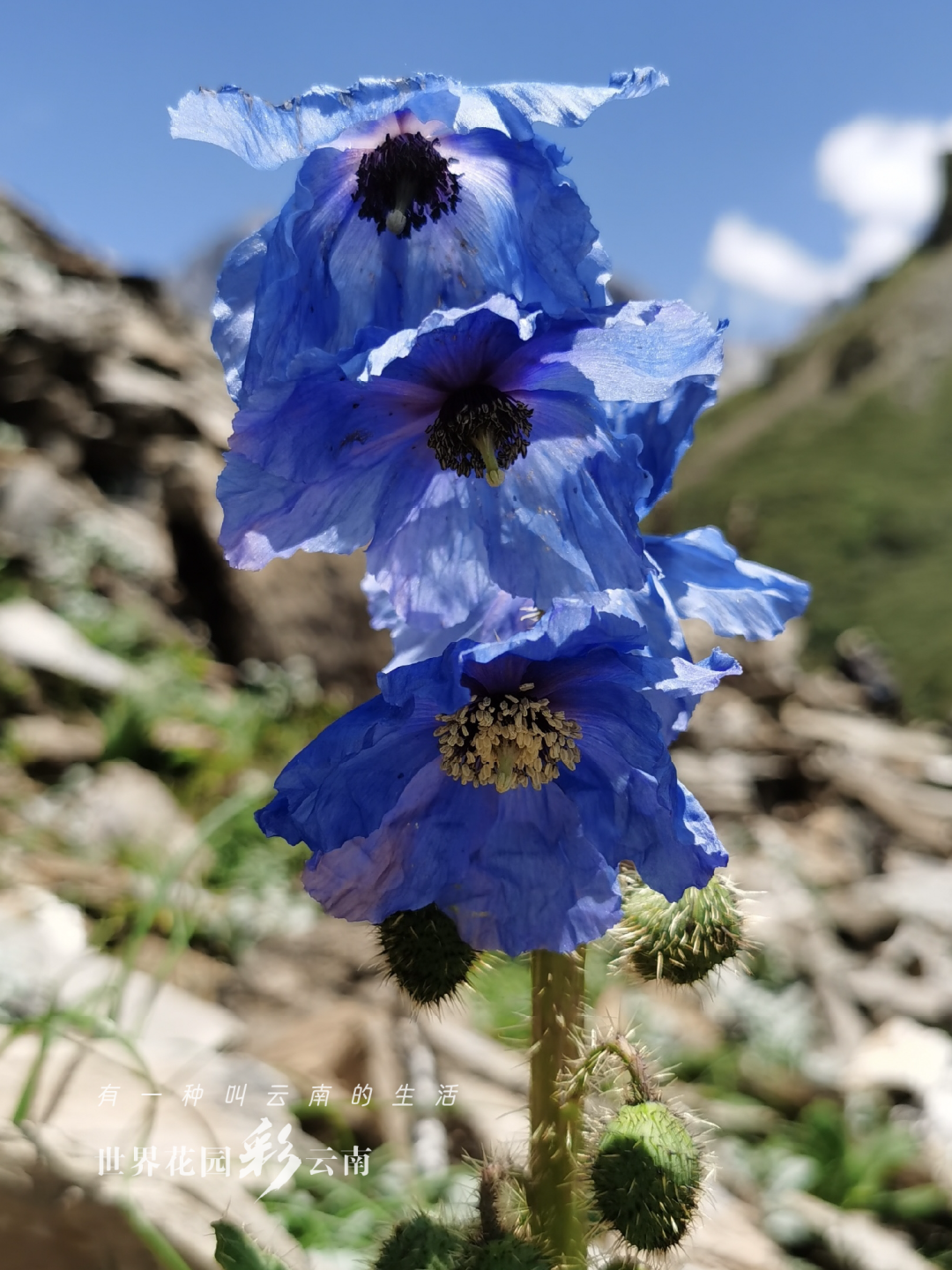 云南省文化和旅游厅