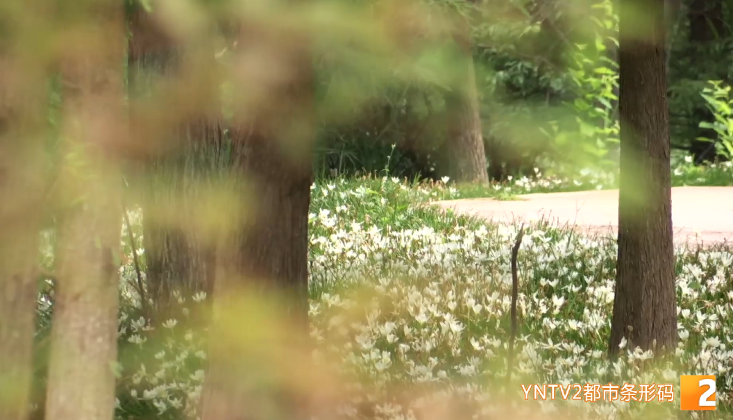 掌上春城微信