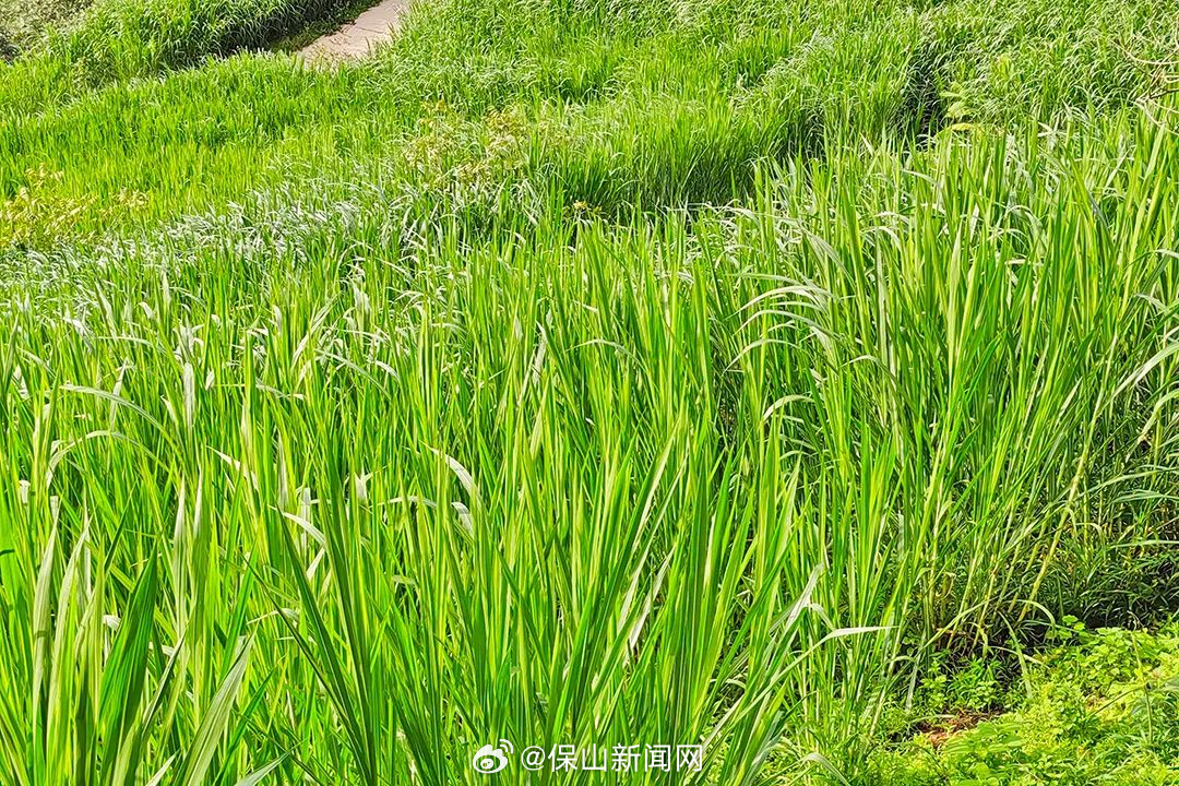 鸡飞里文：巨菌草种出山村绿色循环