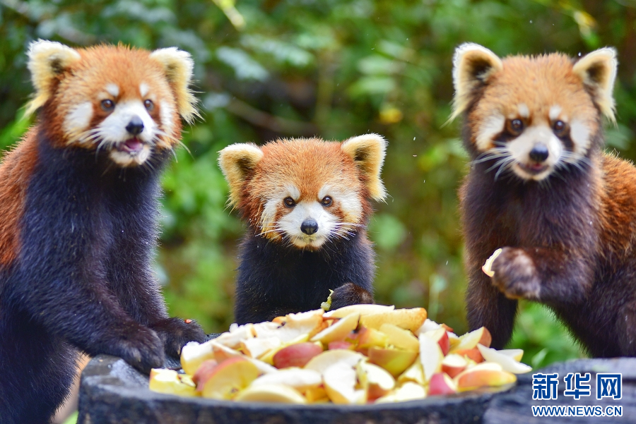 云南省文化和旅游厅