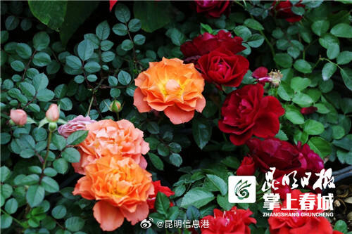 昆明信息港微博