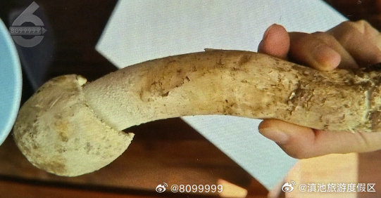 剩下1朵已销毁，昆明市场首次出现中华鹅膏菌！
