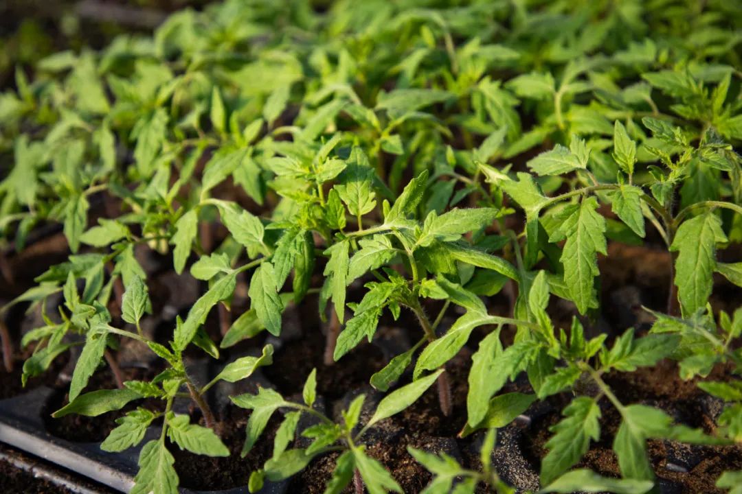 云南省中医医院