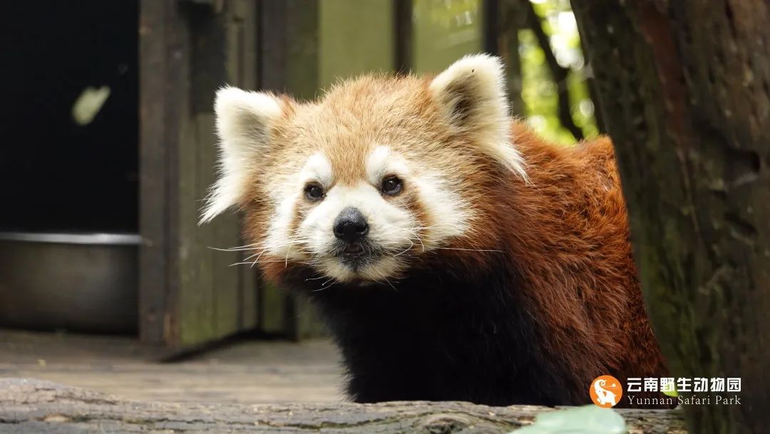 云南野生动物园