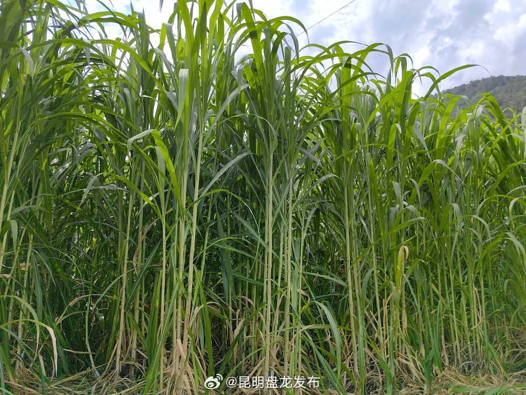 昆明盘龙发布