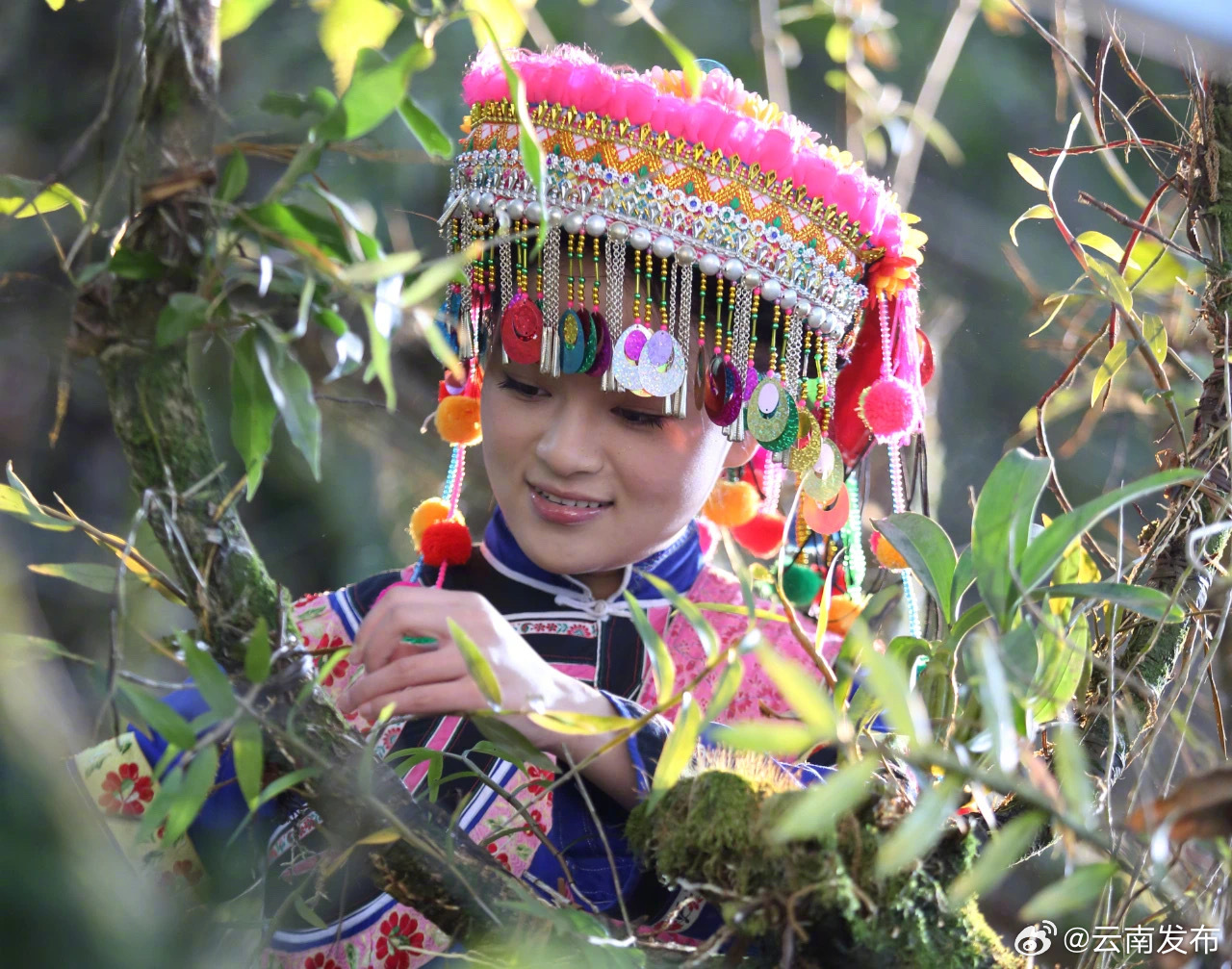 云南龙陵：一株石斛里的致富经