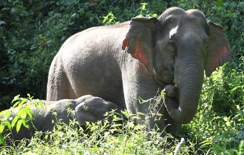 云南省文化和旅游厅