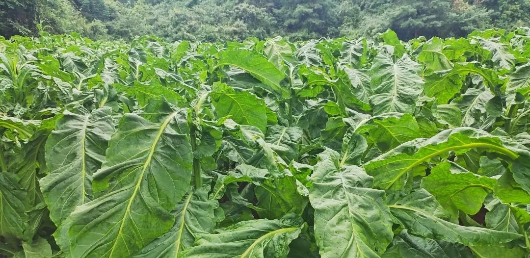 晋宁诗意的栖居地