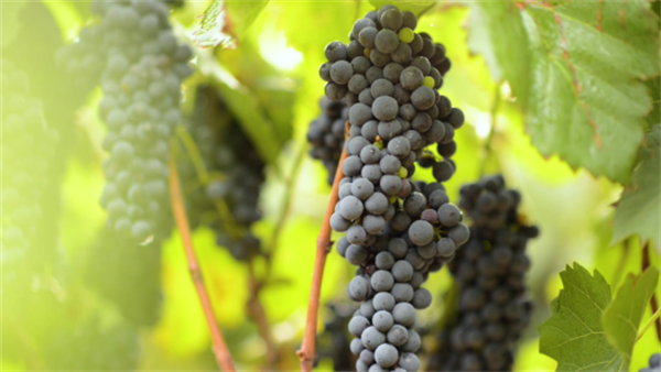 云南省文化和旅游厅