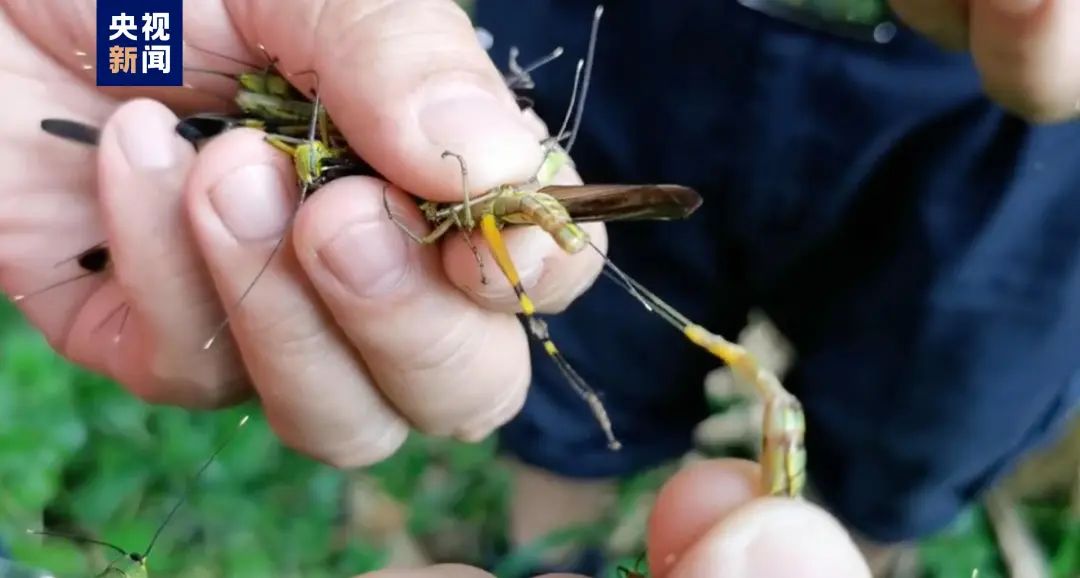 云南广播电视台微信