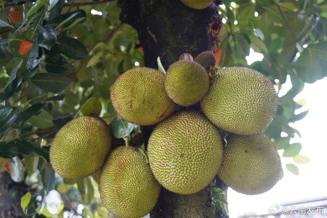 果实金黄、香甜软糯——德宏菠萝蜜