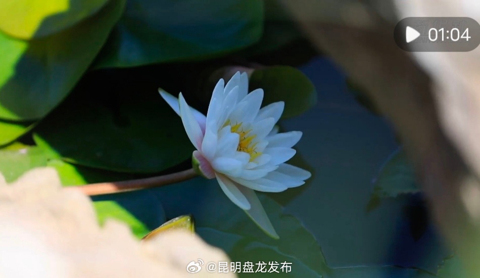 千城胜景｜一池睡莲始盛开 千娇百媚入画来