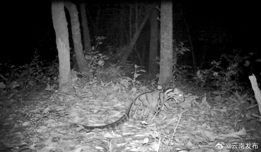 西双版纳国家级自然保护区再现“树栖猎手”云豹身影