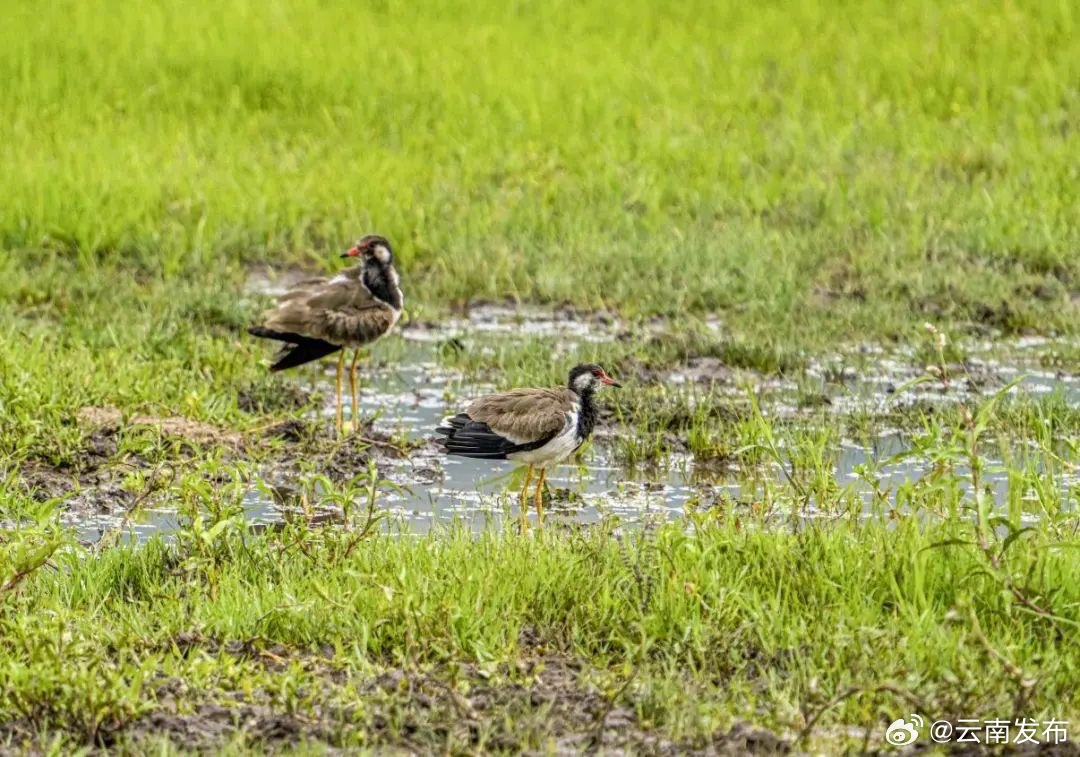丽江拉市海首次发现肉垂麦鸡