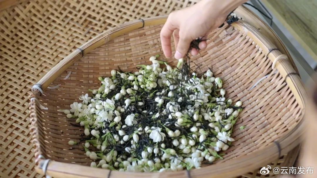 滋味醇厚、齿颊留香——元江茉莉花茶