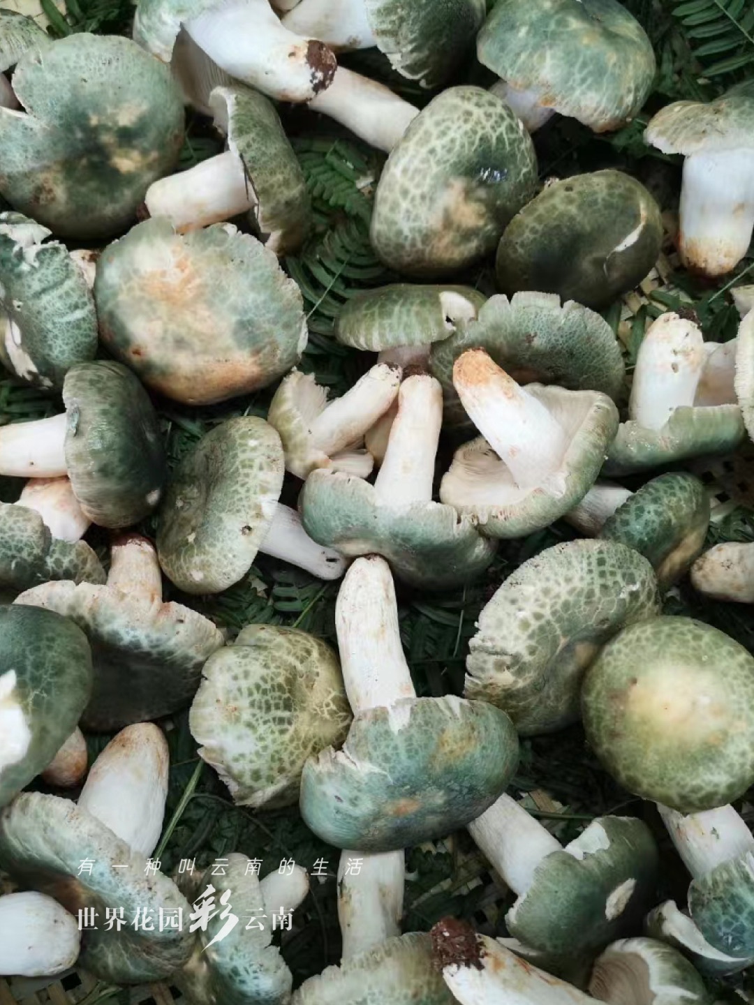 云南省文化和旅游厅