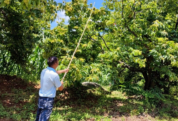 昆明富民：香甜板栗丰收在即