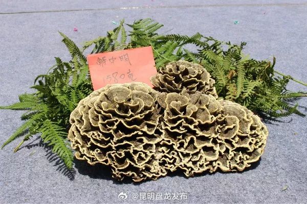 昆明盘龙发布