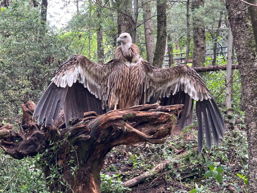 云南野生动物园