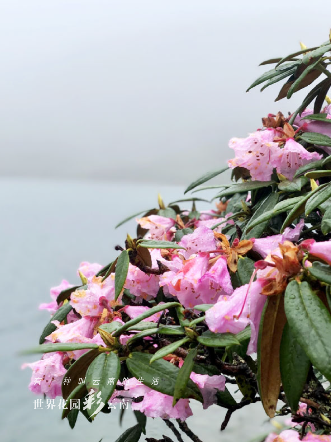 云南省文化和旅游厅